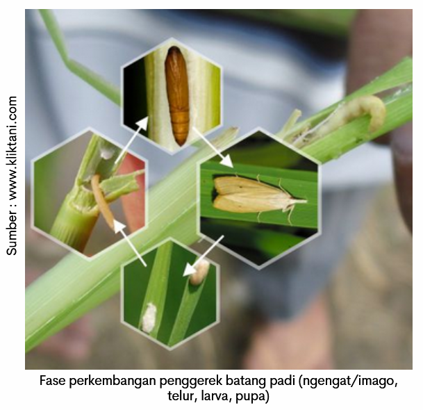 Pengendalian Hama Penggerek Batang Padi