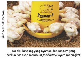 Konsultasi Teknis Agar Ayam Pedaging Tidak Mudah Sakit