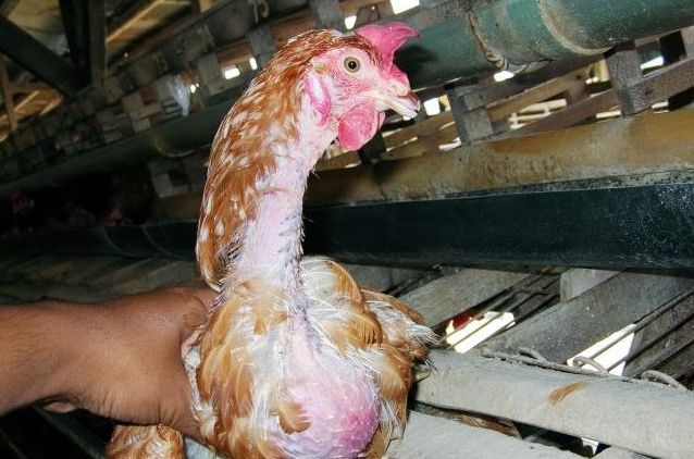 Penyebab Ayam Tidak Bertelur Medion