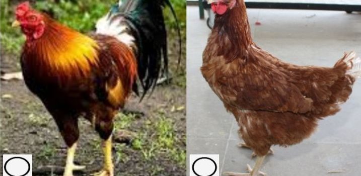 Peternak Ayam Laga Terbesar Di Indonesia