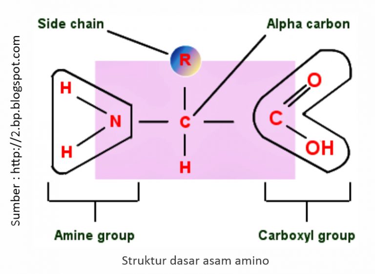 Сайд чейн пол. Amino Group.