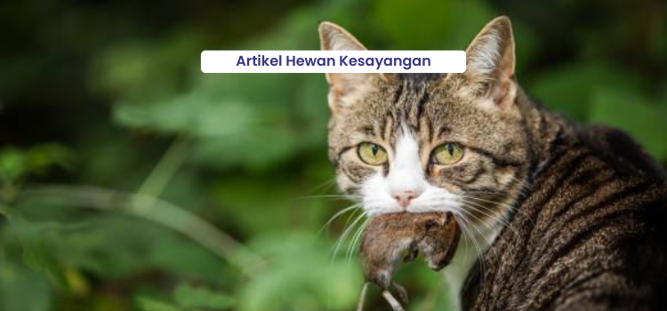 Berikan Pakan Kucing Bernutrisi dan Berkualitas