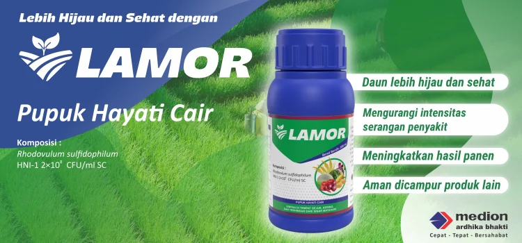 Lebih Hijau dan Sehat dengan LAMOR